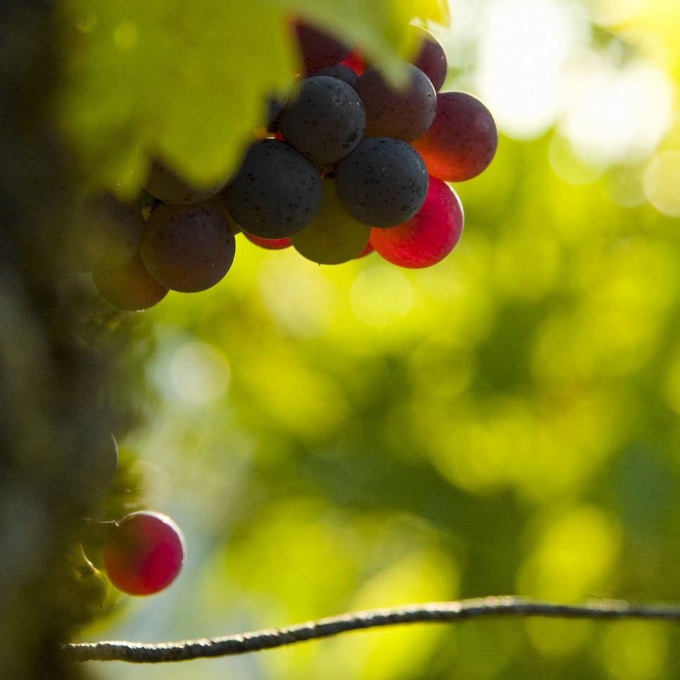 Droit du vin Bordeaux